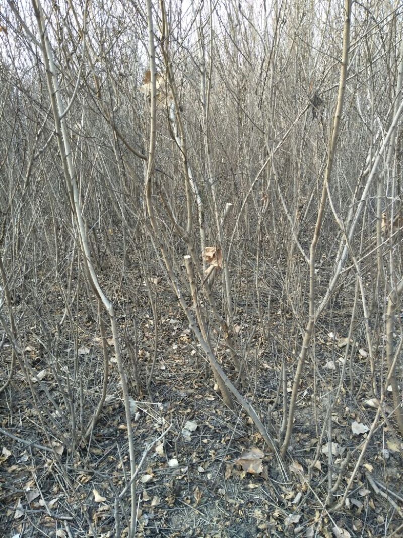 桃树4~6cm0.5~1米