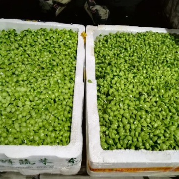 豆苗穴盘苗