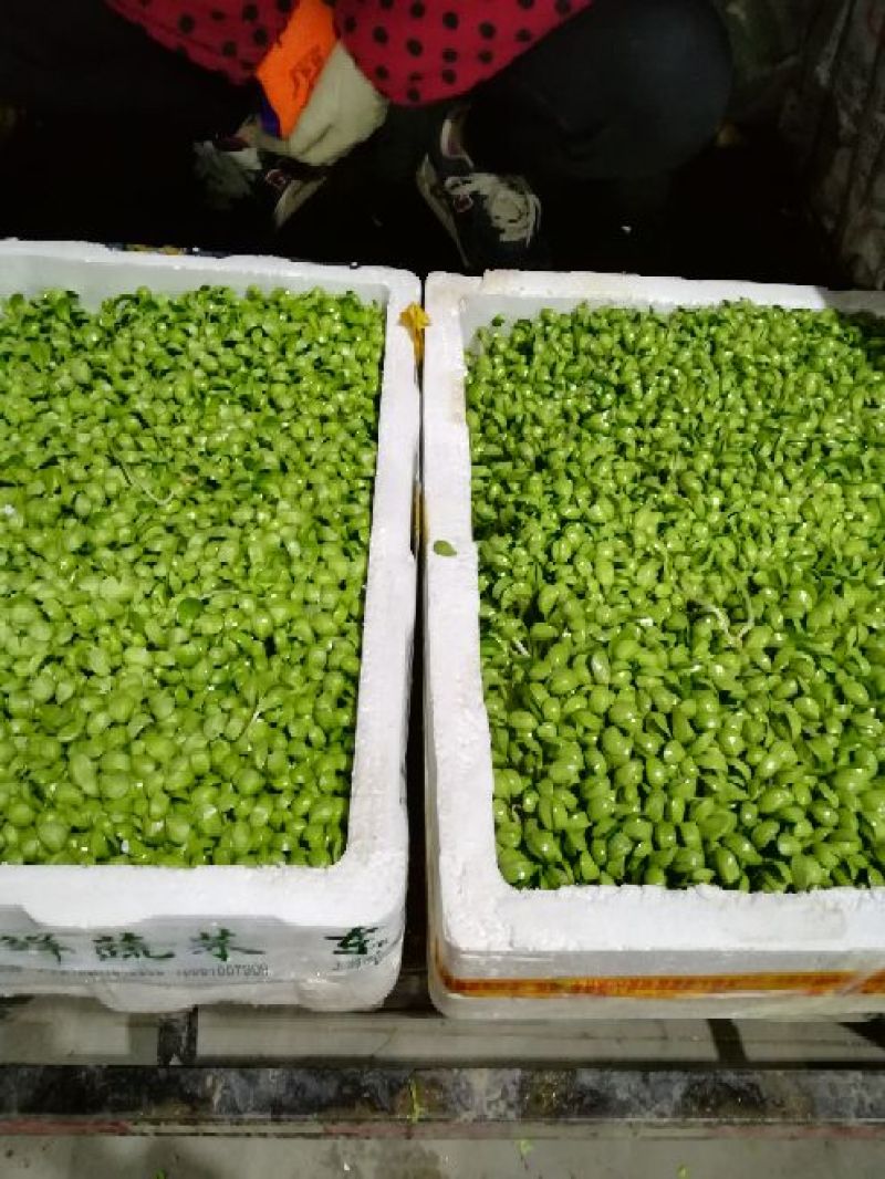 豆苗穴盘苗
