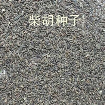 北柴胡种子90%以上