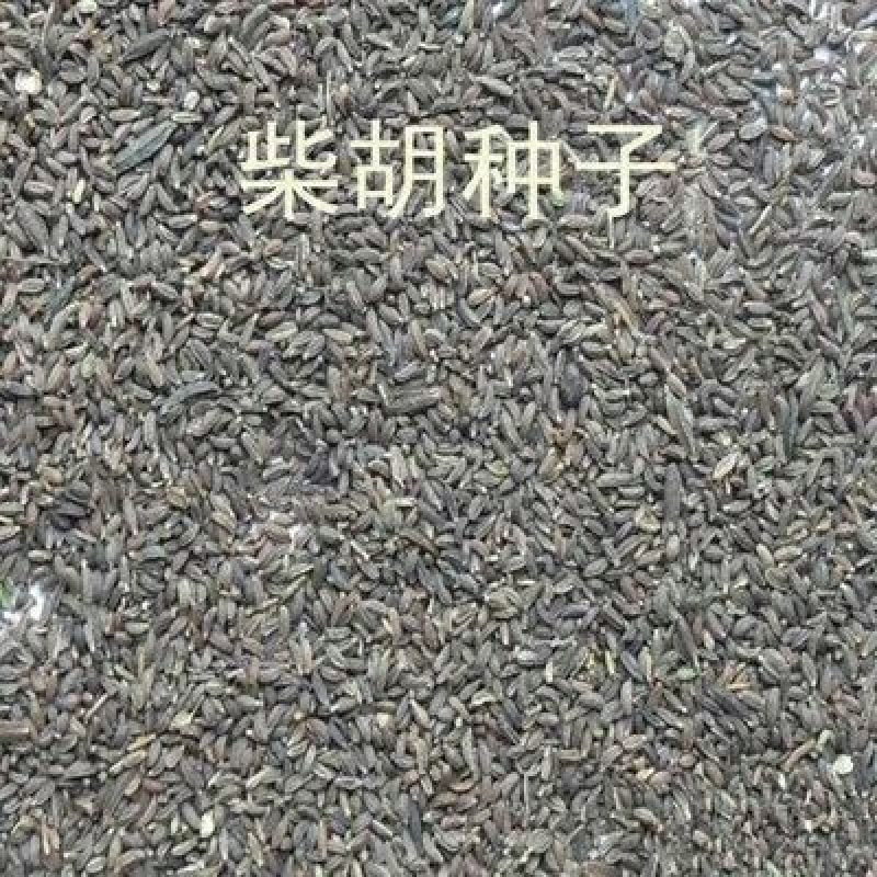 北柴胡种子90%以上