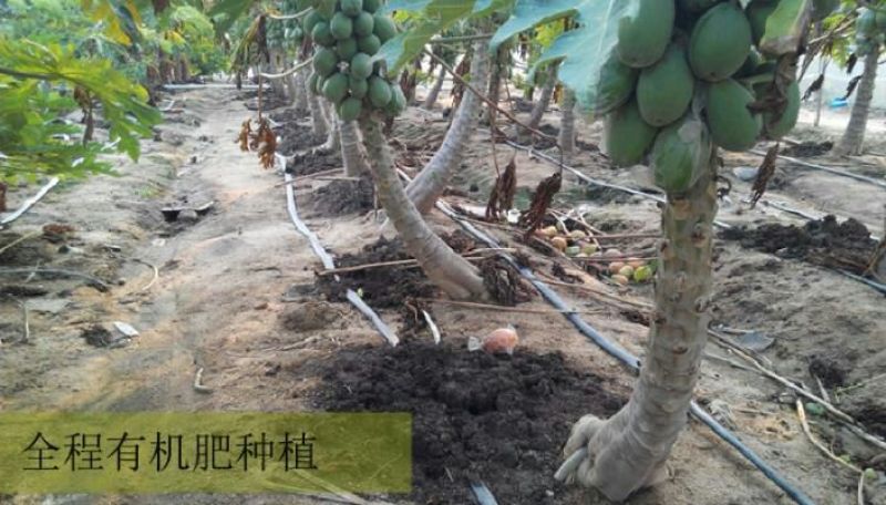 海南牛奶水果木瓜非大青一件代发10斤包邮先摘现发
