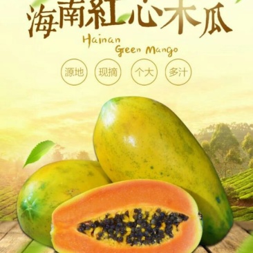 海南牛奶水果木瓜非大青一件代发10斤包邮先摘现发