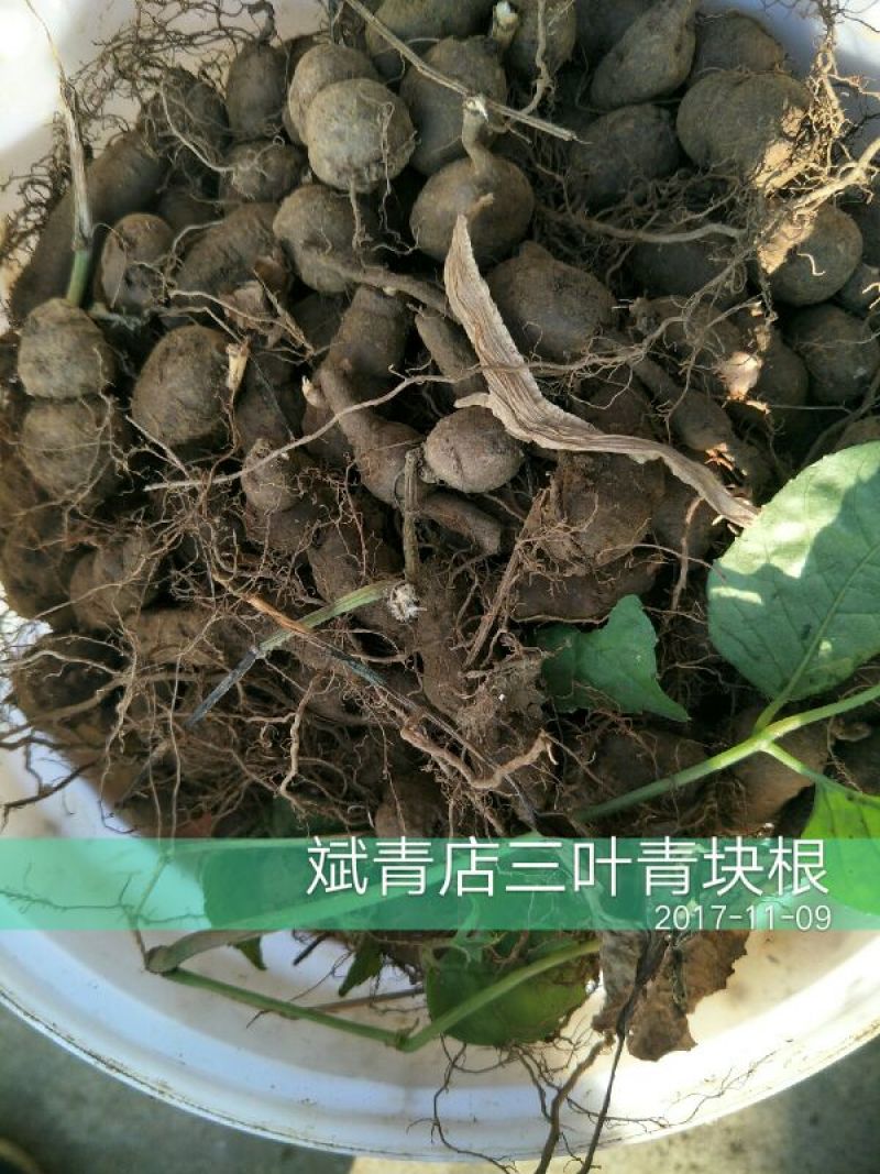 三叶青鲜货农村一手货源数量有限石老虎5斤起发货