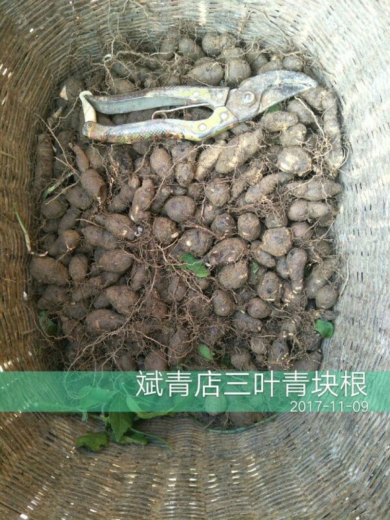 三叶青鲜货农村一手货源数量有限石老虎5斤起发货