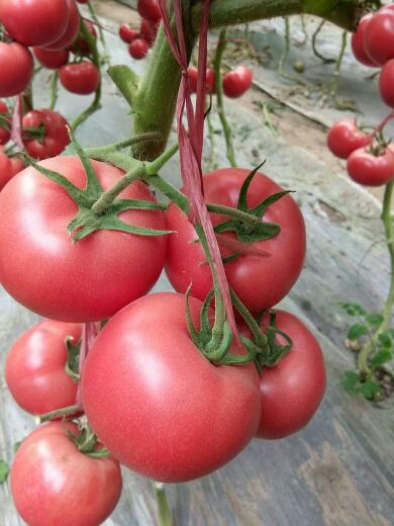 肥乡区硬粉西红柿王红卫蔬菜交易市场精品果