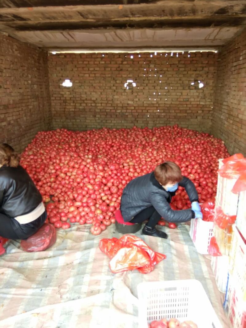 肥乡区硬粉西红柿王红卫蔬菜交易市场精品果