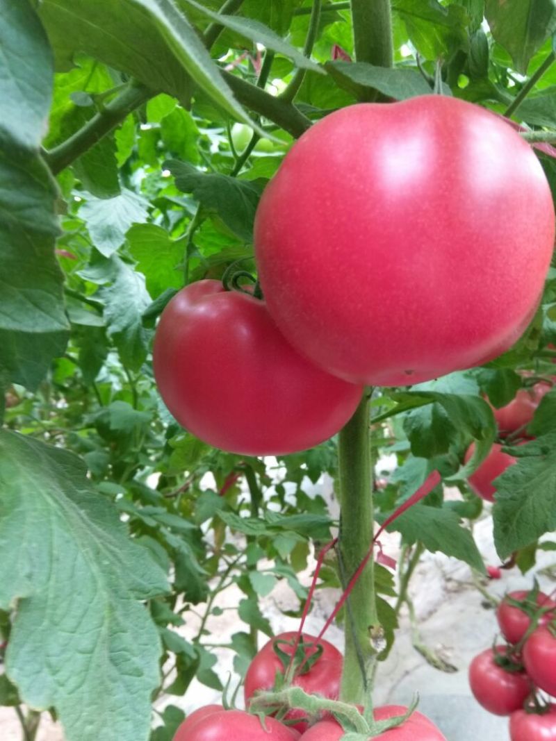 肥乡区硬粉西红柿王红卫蔬菜交易市场精品果