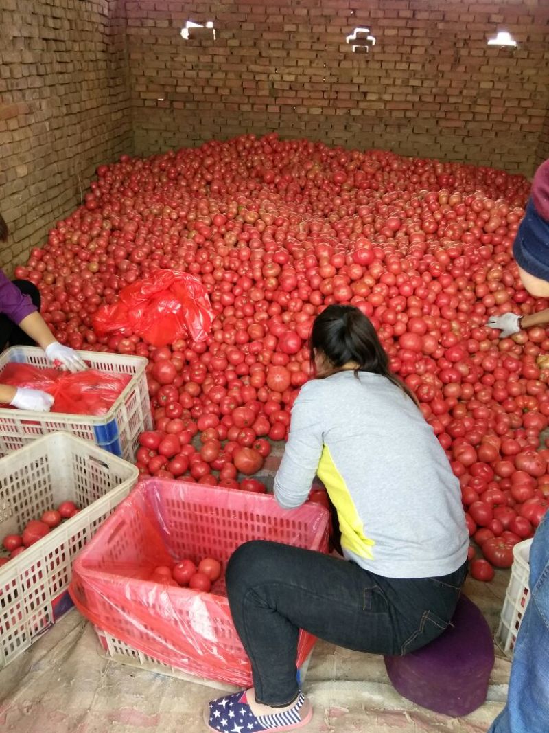 肥乡区硬粉西红柿王红卫蔬菜交易市场精品果