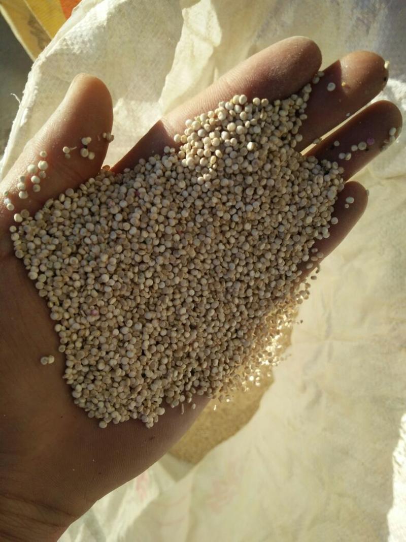 高原白藜麦营养粮食青海海西产地直销一件代发