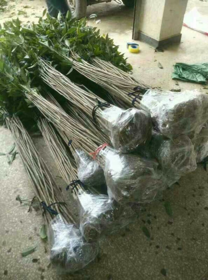 扦插培养桂花小苗金桂丹桂壮元红四季桂苗场自销