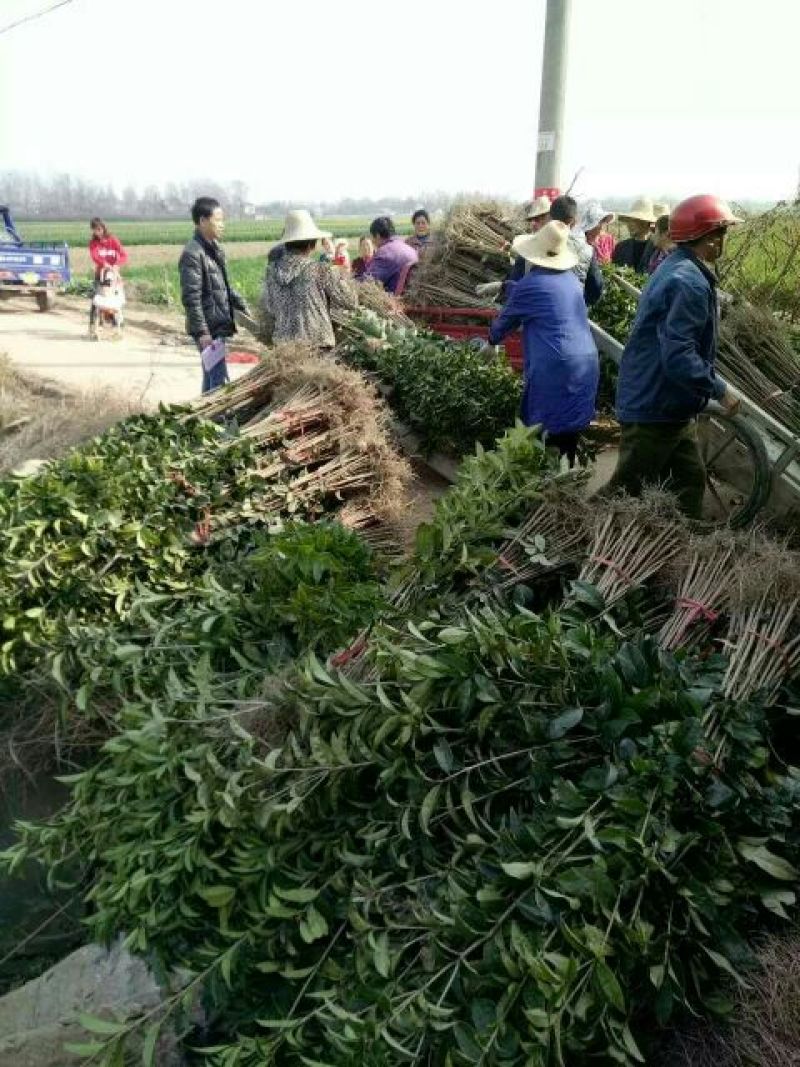 扦插培养桂花小苗金桂丹桂壮元红四季桂苗场自销