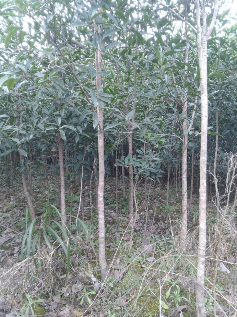 扦插培养桂花小苗金桂丹桂壮元红四季桂苗场自销