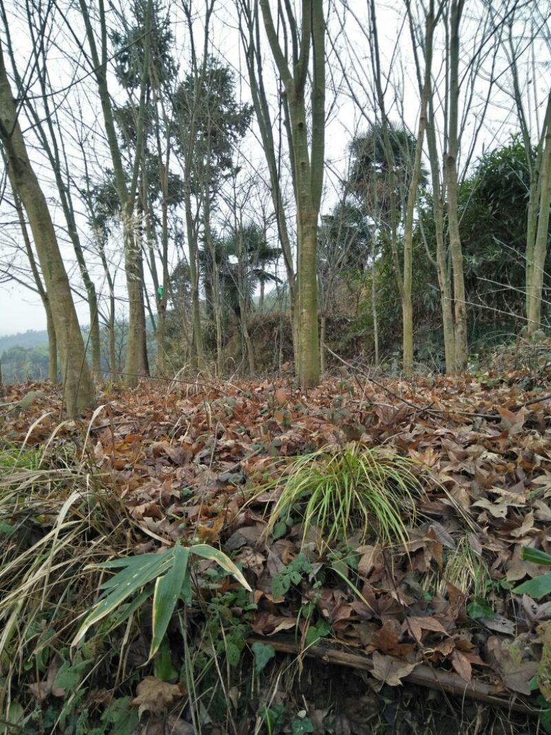 青枫231~260cm