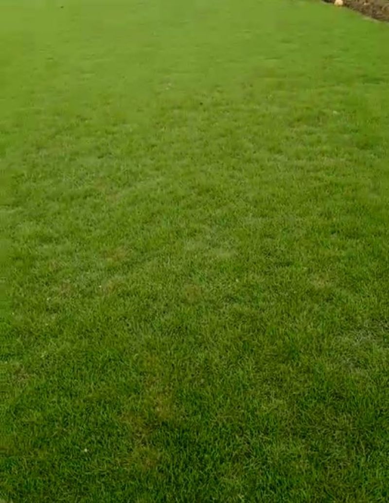 马尼拉草坪