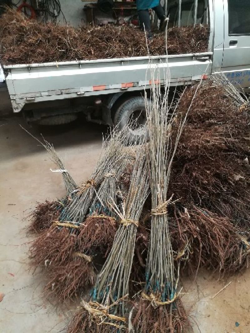 板栗树苗，1一多年生树苗，根系完好，成活率高，诚信为本