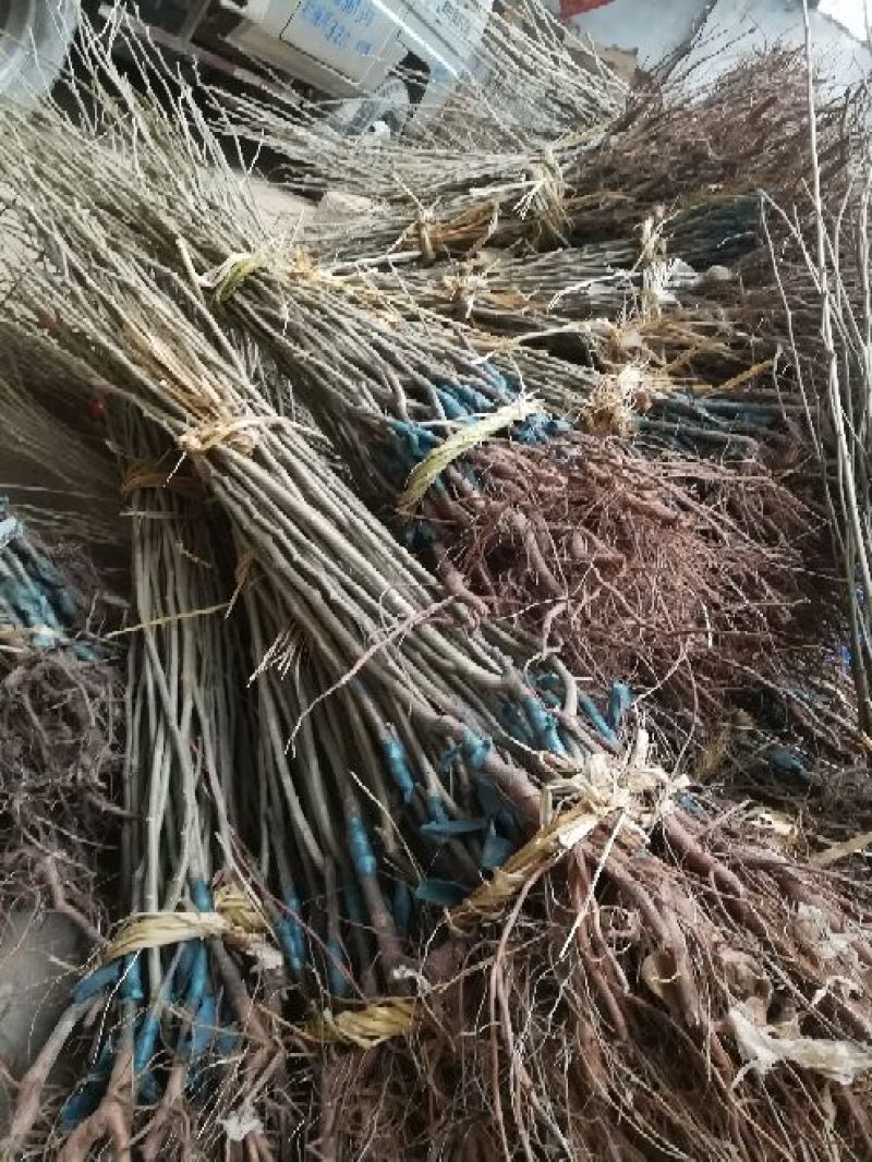 板栗树苗，1一多年生树苗，根系完好，成活率高，诚信为本
