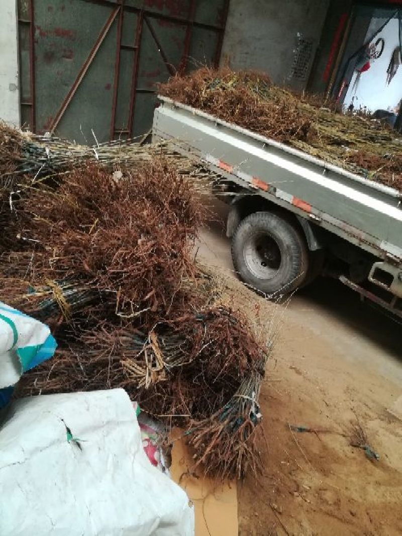 板栗树苗，1一多年生树苗，根系完好，成活率高，诚信为本