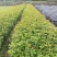 桂花苗30cm以下