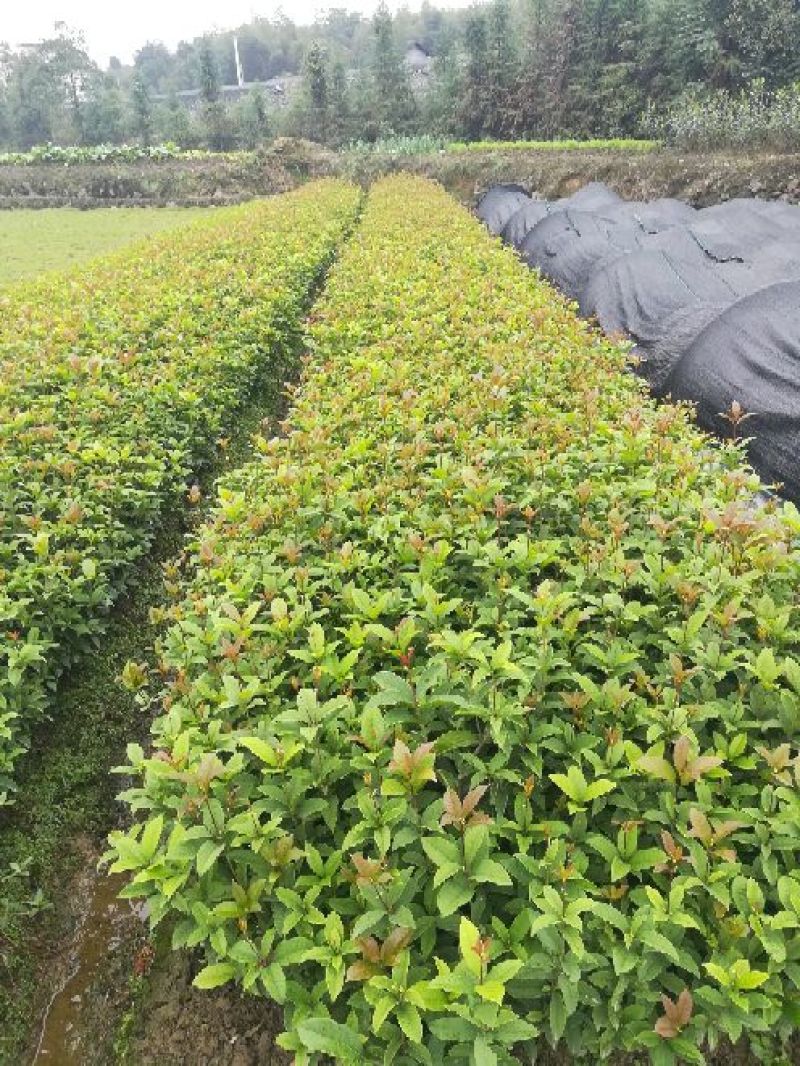 桂花苗30cm以下
