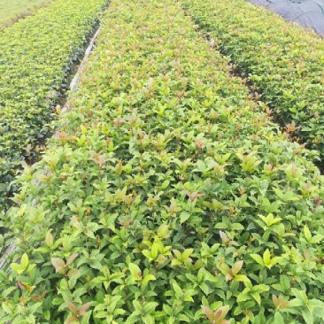 桂花苗30cm以下