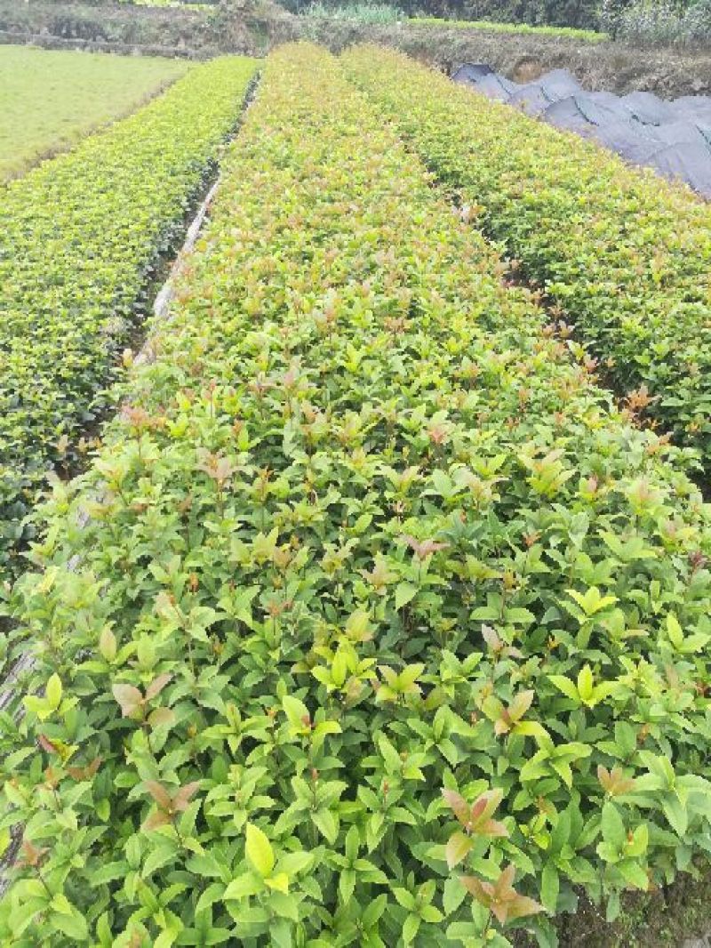 桂花苗30cm以下