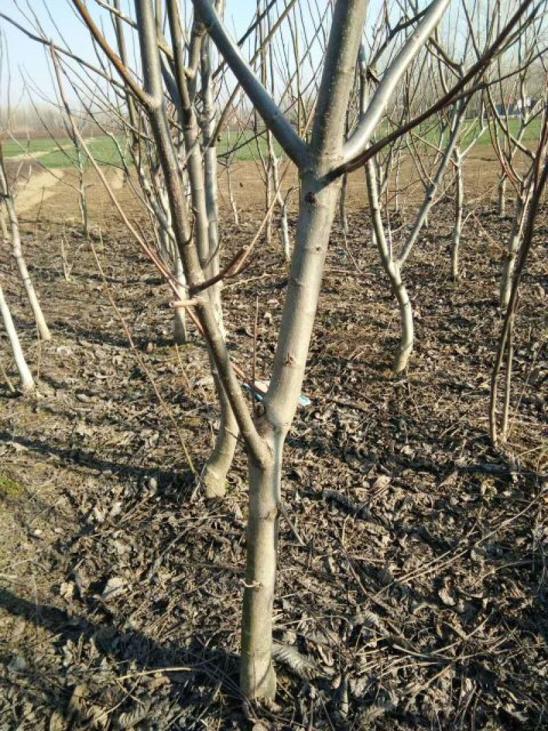 核桃苗二年苗50~100cm