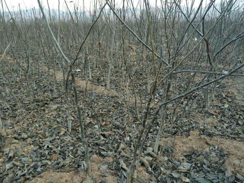 核桃苗二年苗50~100cm