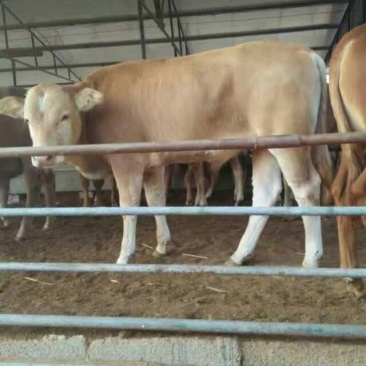 肉牛免费送货提供技术指导