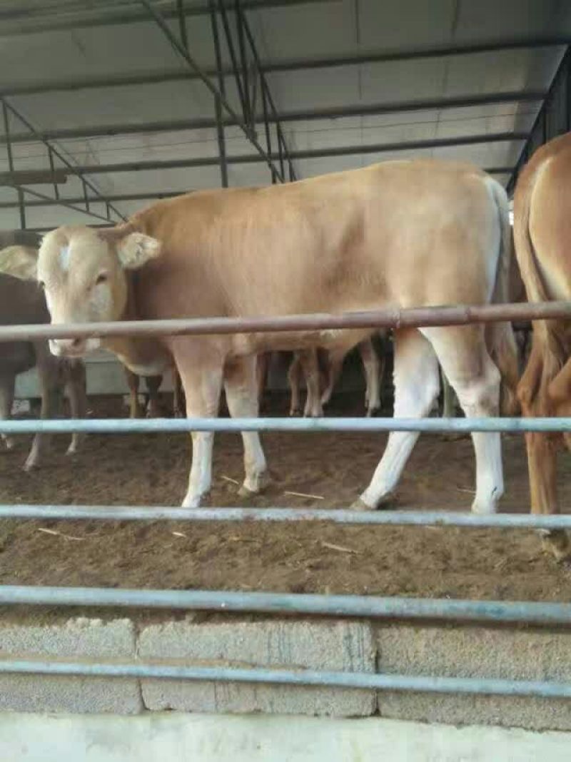 肉牛免费送货提供技术指导