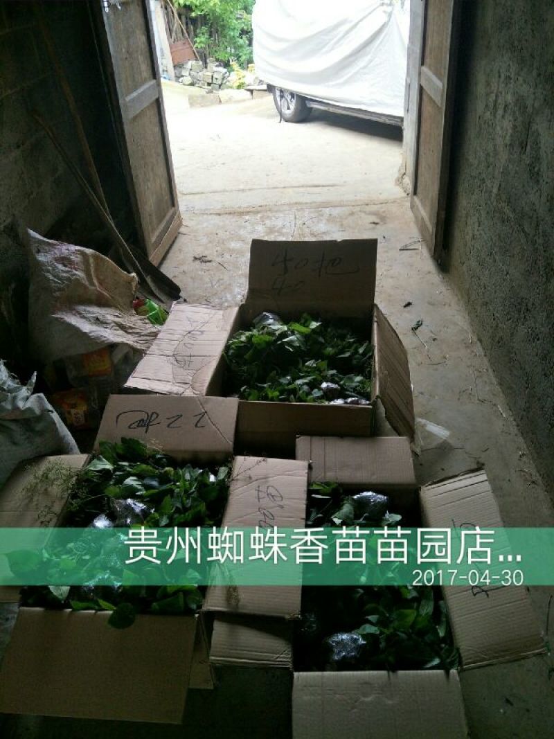 蜘蛛香苗2-3年块根苗数量有限，100颗起发货