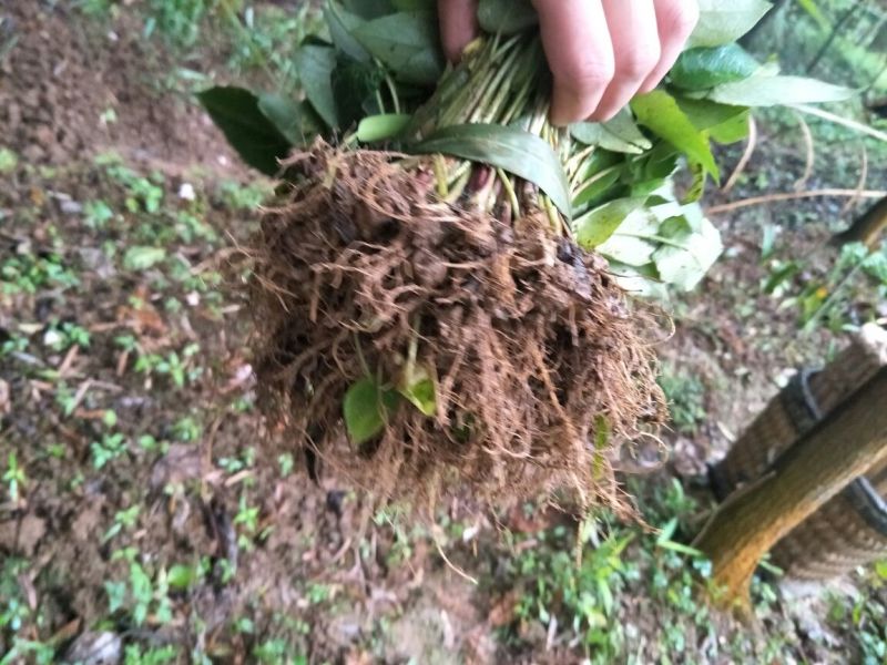 蜘蛛香苗2-3年块根苗数量有限，100颗起发货