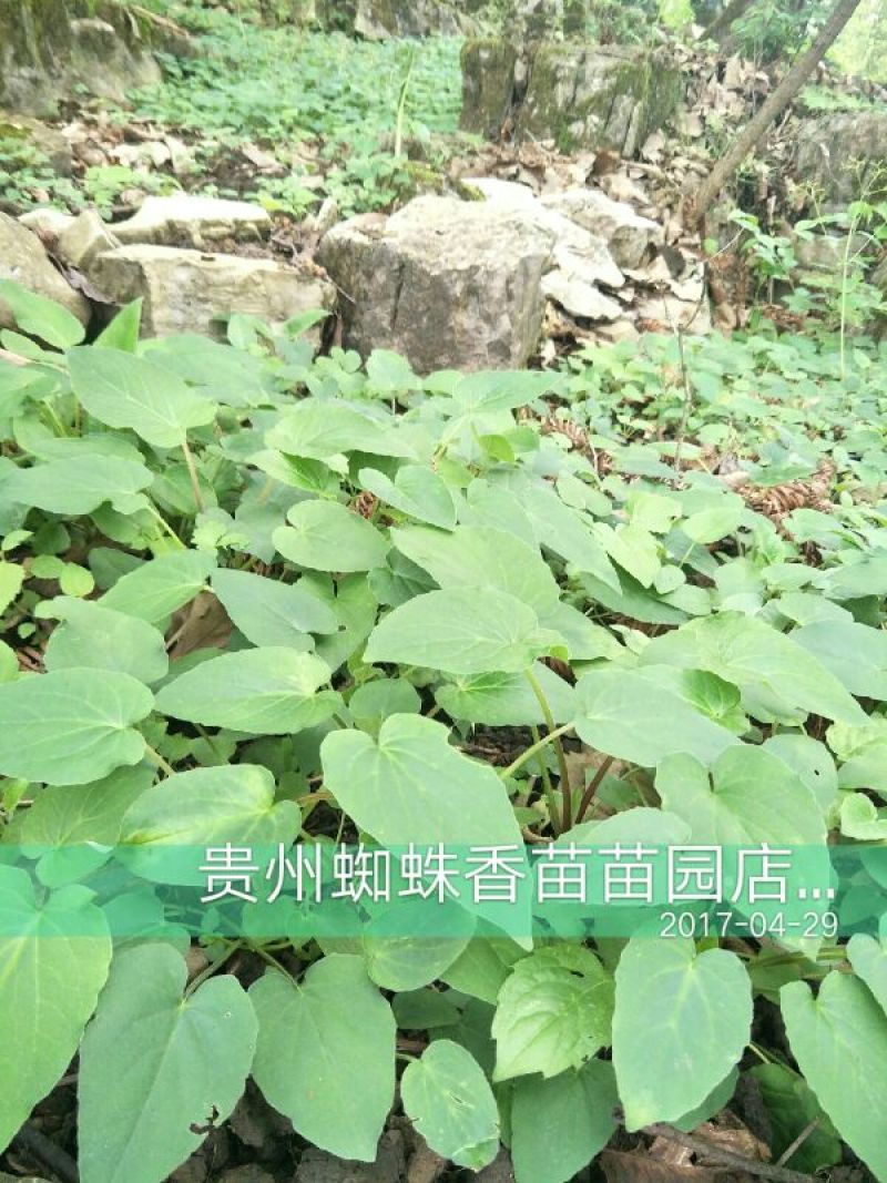 蜘蛛香苗2-3年块根苗数量有限，100颗起发货