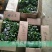 蜘蛛香苗2-3年块根苗数量有限，100颗起发货