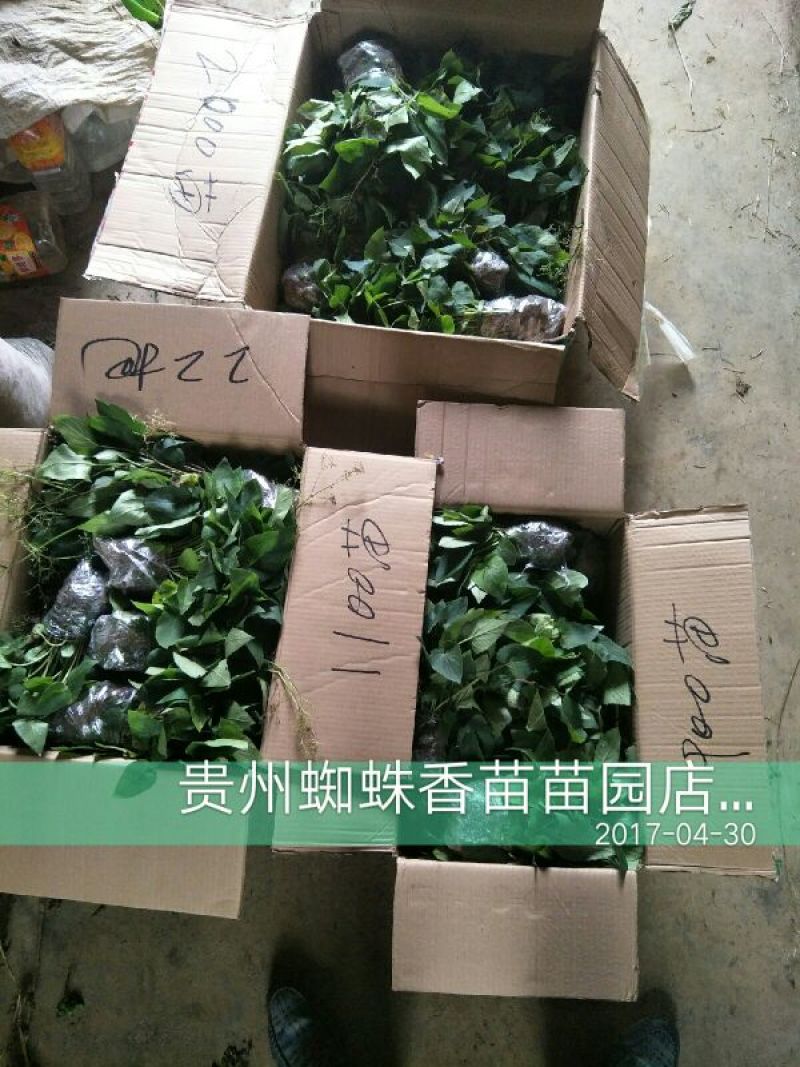 蜘蛛香苗2-3年块根苗数量有限，100颗起发货