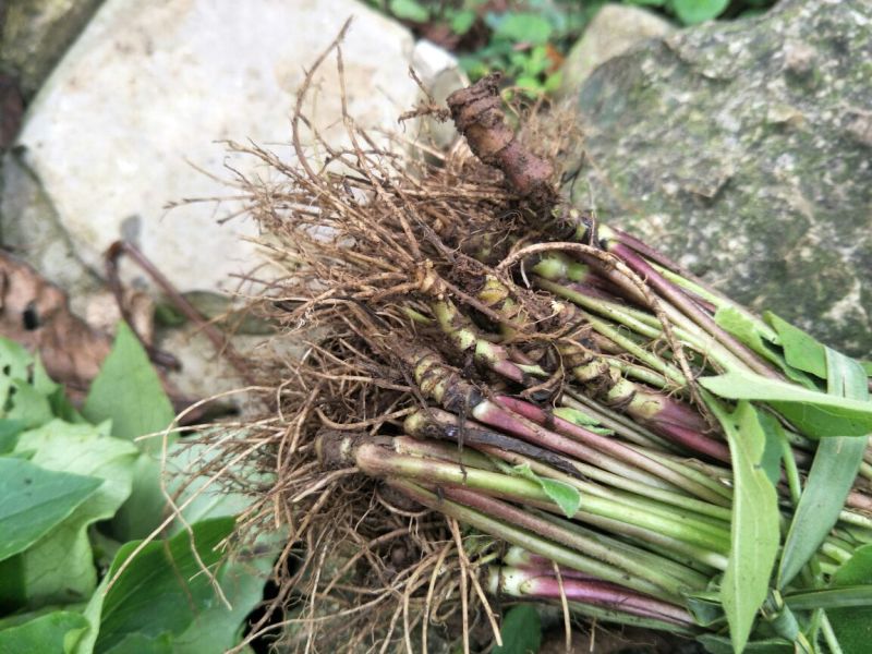蜘蛛香苗2-3年块根苗数量有限，100颗起发货
