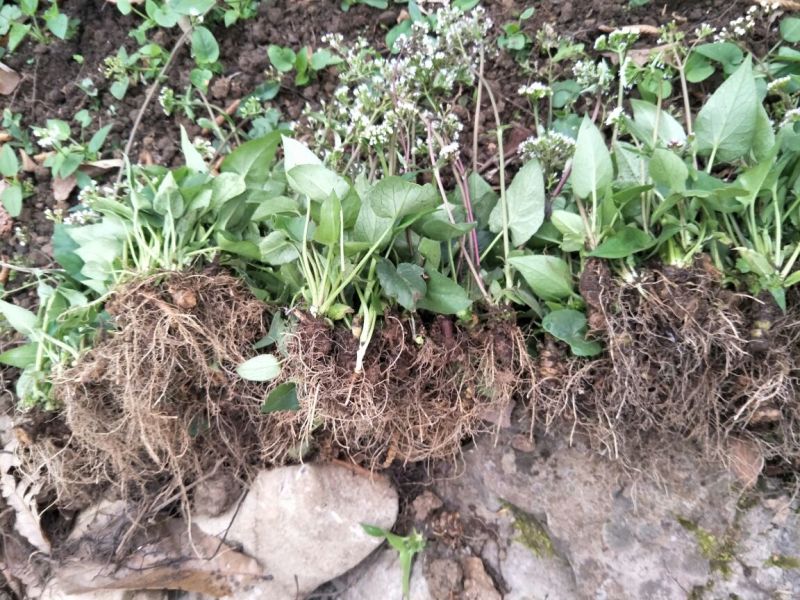 蜘蛛香苗2-3年块根苗数量有限，100颗起发货