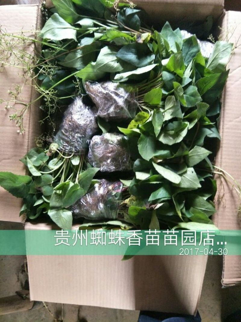 蜘蛛香苗2-3年块根苗数量有限，100颗起发货