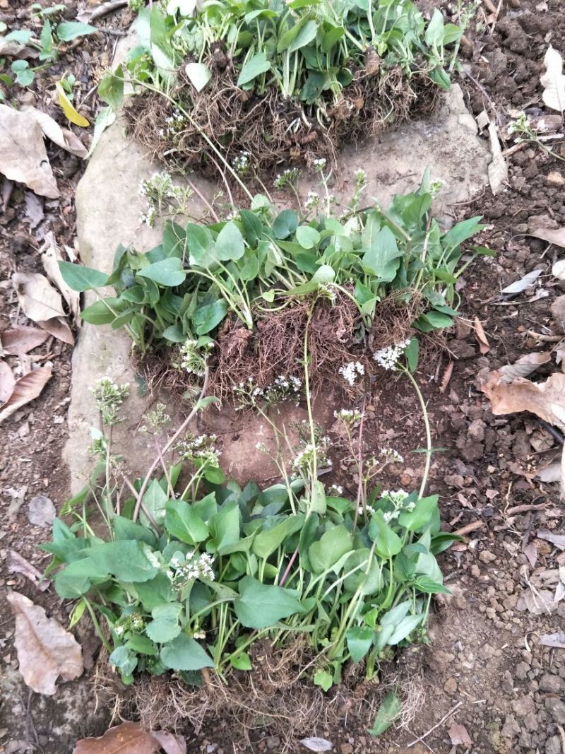 蜘蛛香苗2-3年块根苗数量有限，100颗起发货
