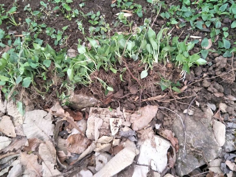 蜘蛛香苗2-3年块根苗数量有限，100颗起发货