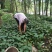 蜘蛛香苗2-3年块根苗数量有限，100颗起发货