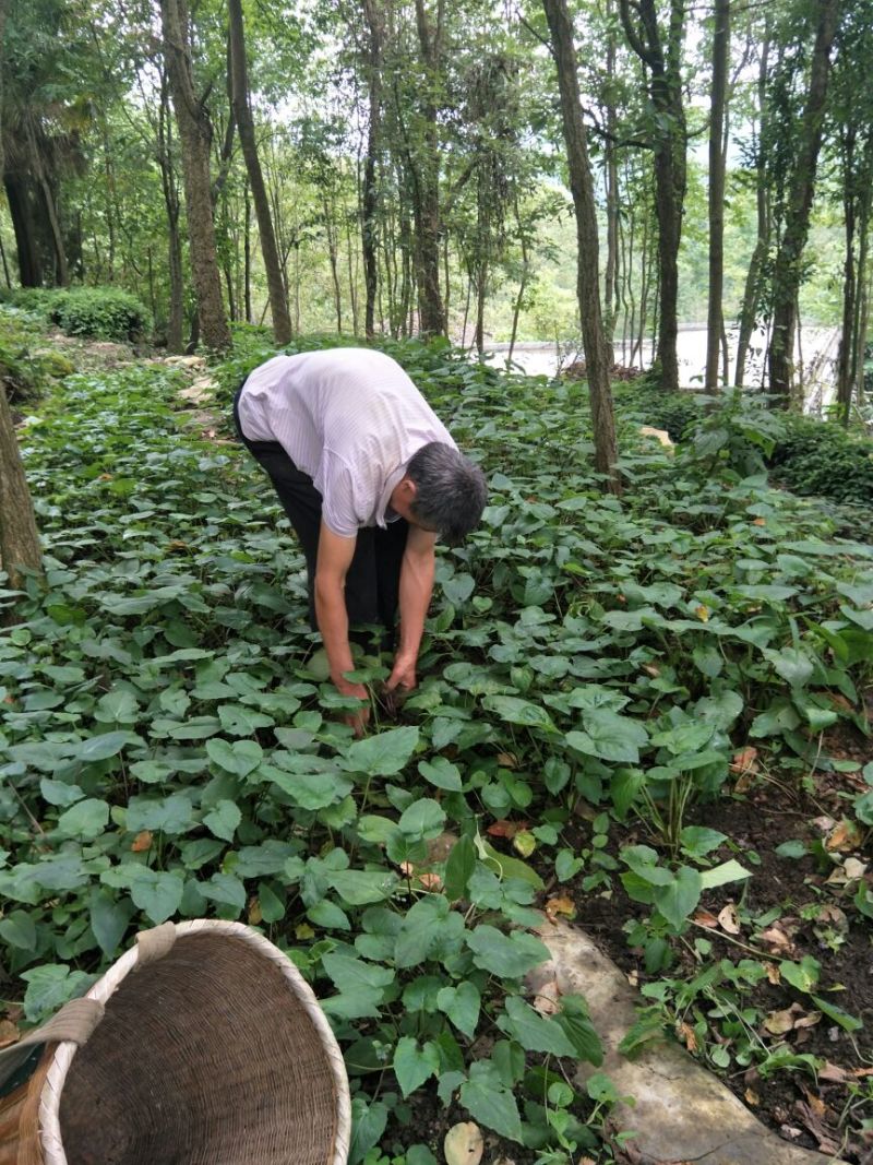 蜘蛛香苗2-3年块根苗数量有限，100颗起发货