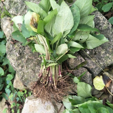 蜘蛛香苗2-3年块根苗数量有限，100颗起发货
