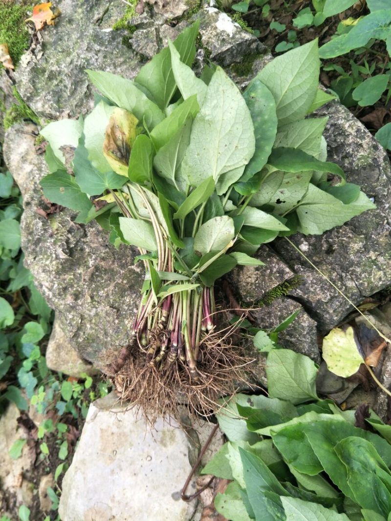 蜘蛛香苗2-3年块根苗数量有限，100颗起发货