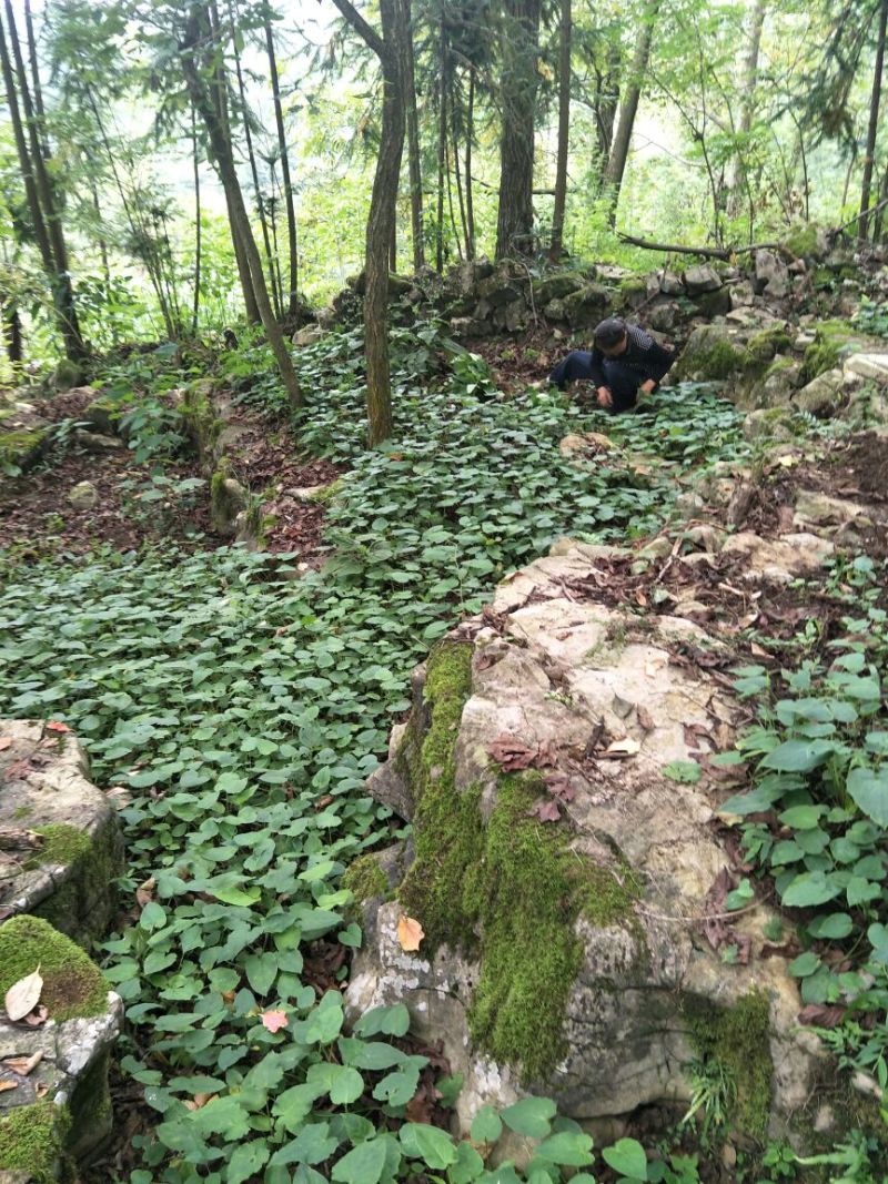 蜘蛛香苗2-3年块根苗数量有限，100颗起发货