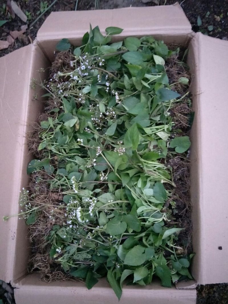 蜘蛛香苗2-3年块根苗数量有限，100颗起发货