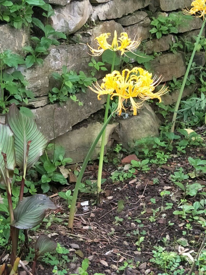 红花石蒜苗0.25元一颗野生红花，黄花石蒜苗出售