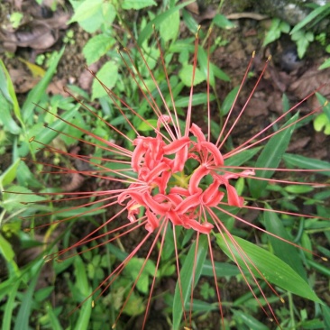 红花石蒜苗0.25元一颗野生红花，黄花石蒜苗出售