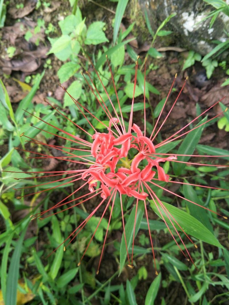 红花石蒜苗0.25元一颗野生红花，黄花石蒜苗出售