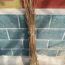 花椒树80~110cm